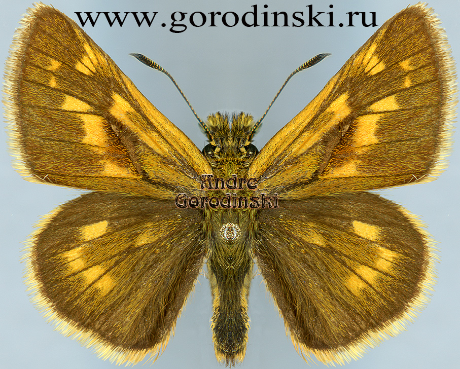 http://www.gorodinski.ru/hesperidae/Ochlodes sagitta.jpg